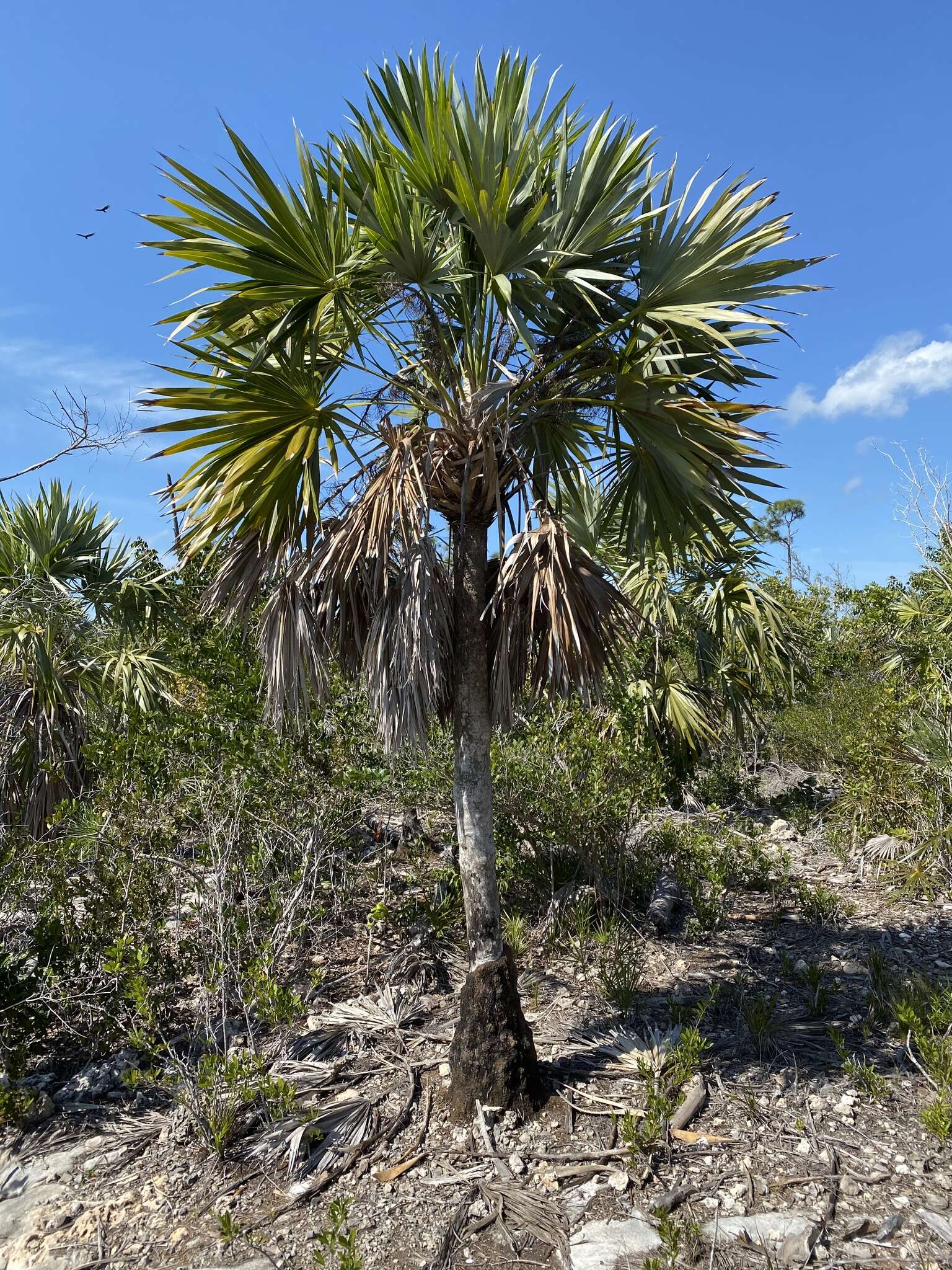 Image of white thatch palm