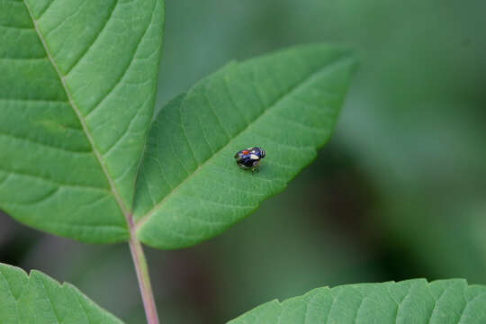 صورة Clastoptera proteus Fitch 1851