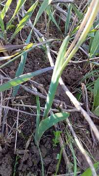 Image of Hesperantha sufflava Goldblatt