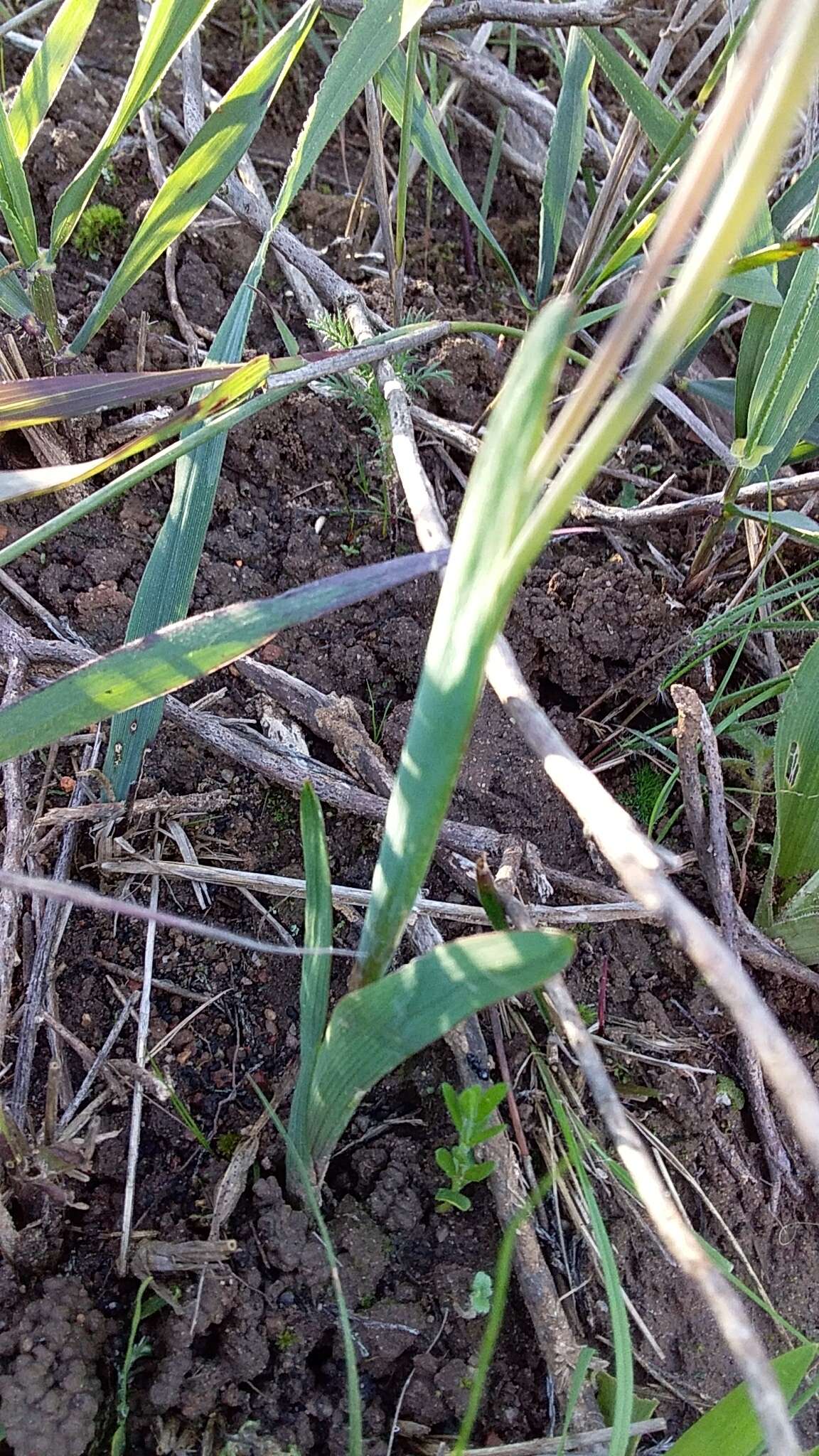 Image of Hesperantha sufflava Goldblatt