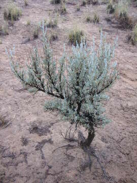 Imagem de Artemisia tridentata (Nutt.) W. A. Weber