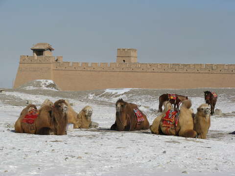 Image of Bactrian camel