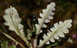 Image de Arctotis formosa Thunb.