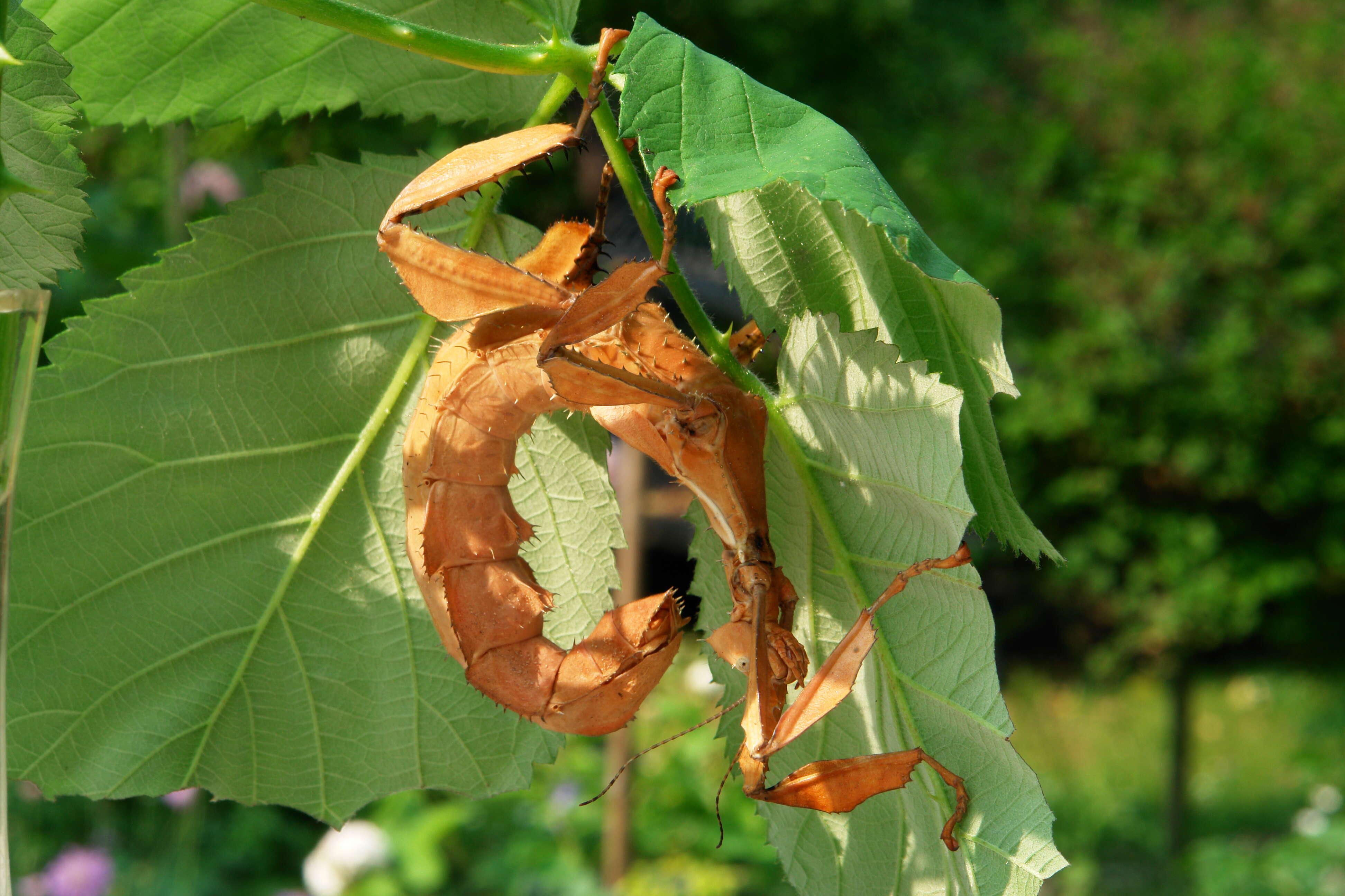 Image of giant stick insect