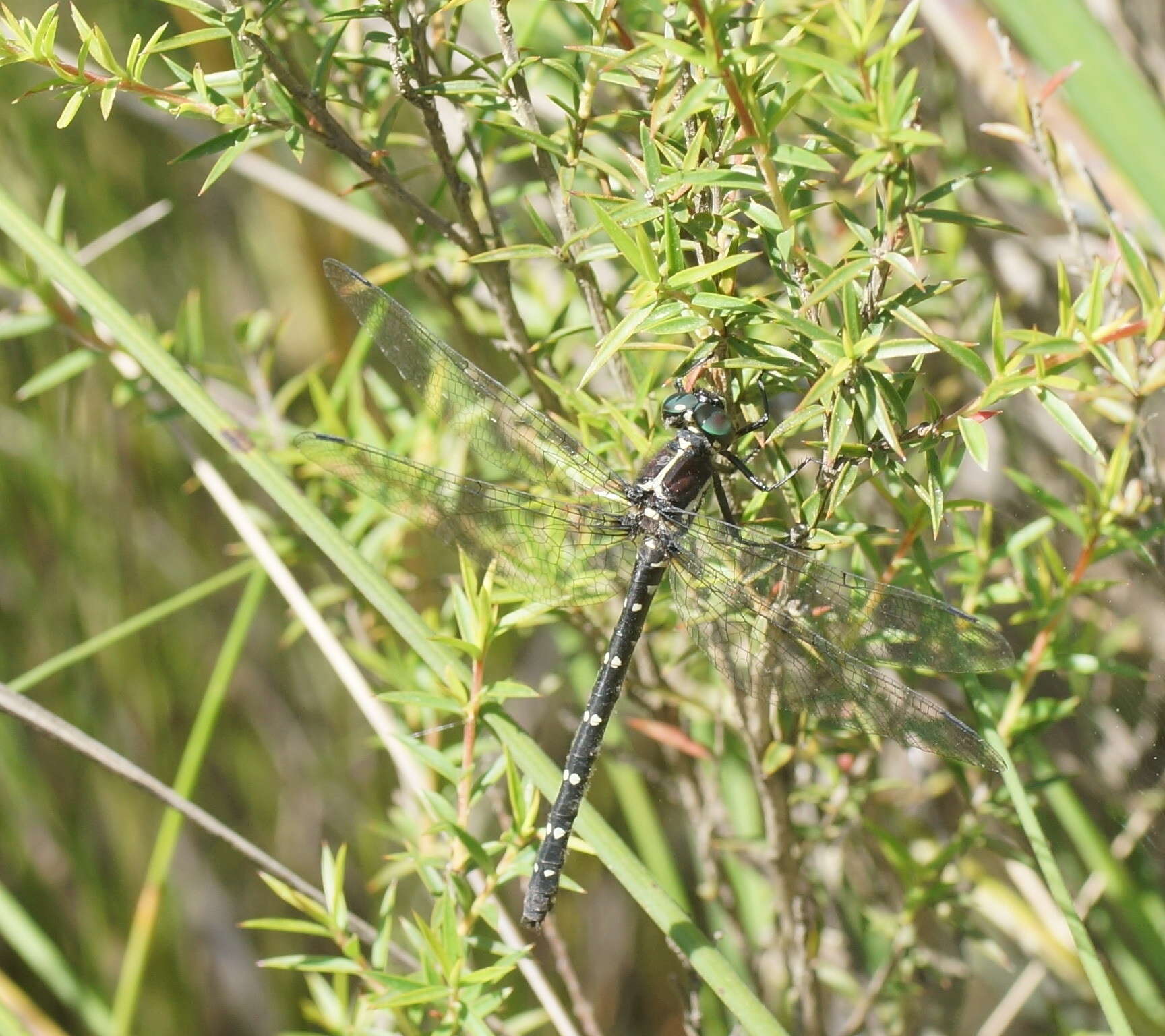 Image of Eusynthemis guttata (Selys 1871)