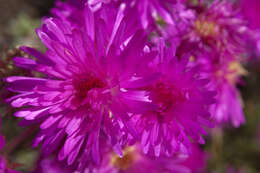 صورة Lampranthus