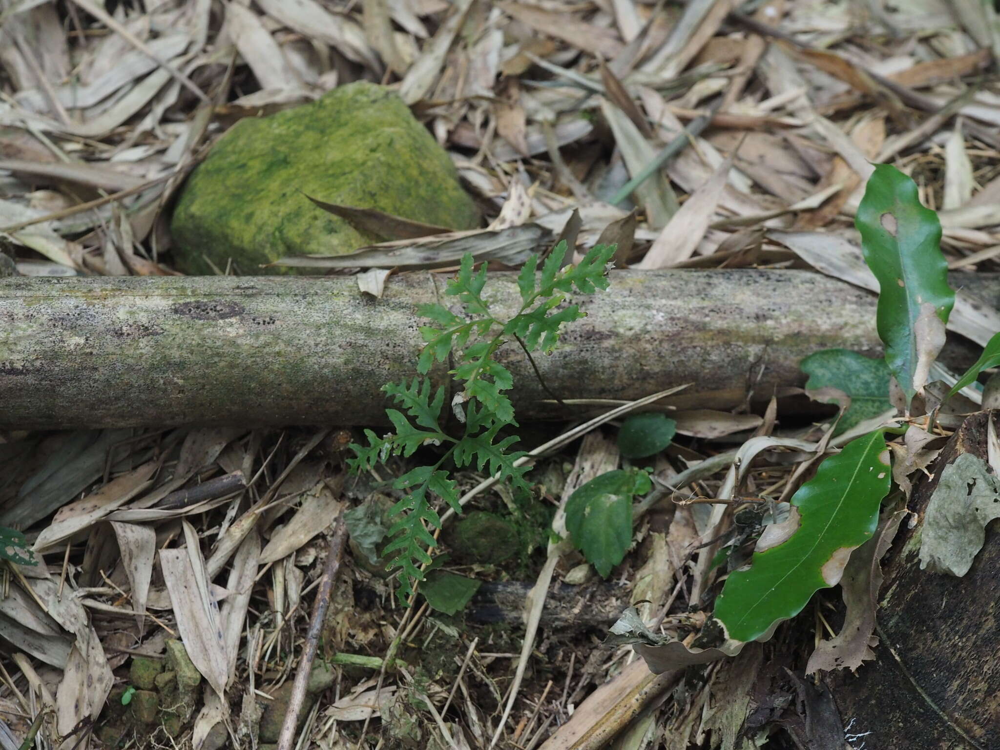 Imagem de Pteris amoena Bl.