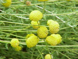 Image of lavender cotton