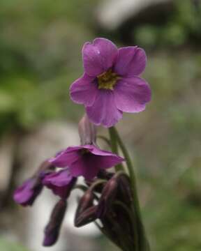 Primula parryi A. Gray resmi