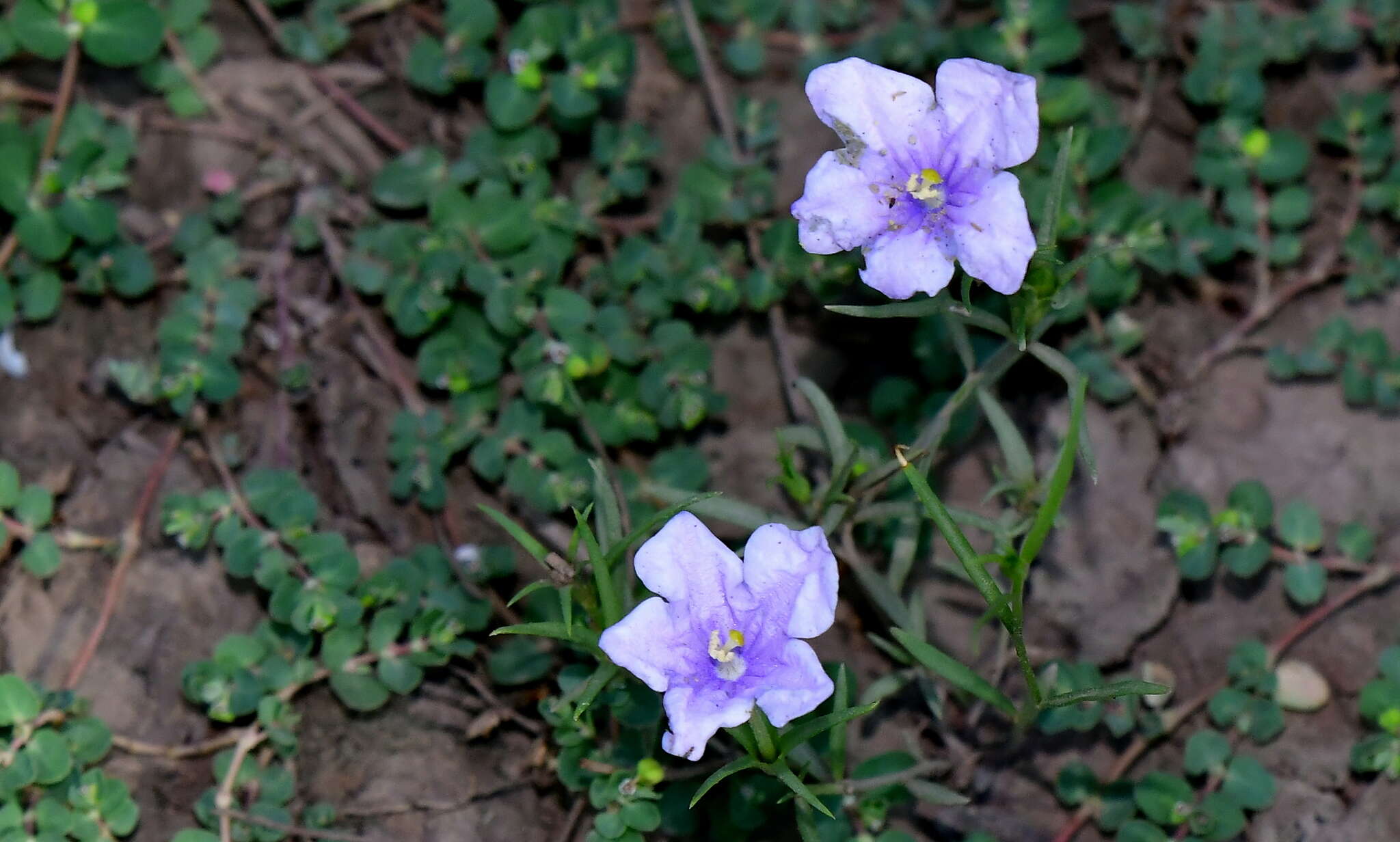 Image of Nierembergia aristata D. Don