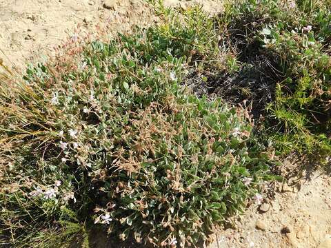 Imagem de Pelargonium ovale (Burm. fil.) L'Her.