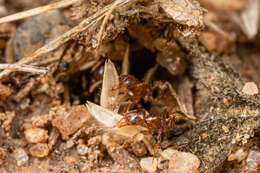 Image of Pheidole spadonia Wheeler 1915