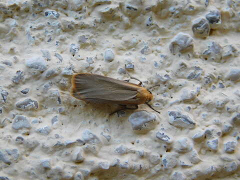 Image of buff footman