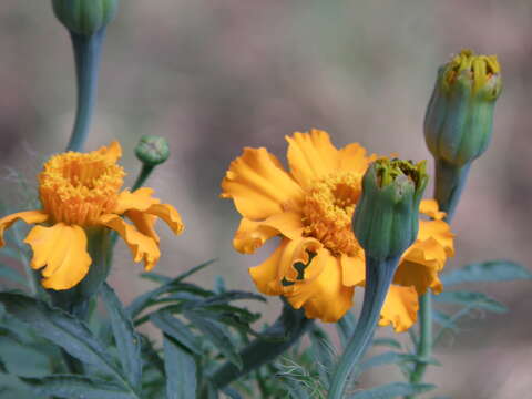 Tagetes erecta L. resmi