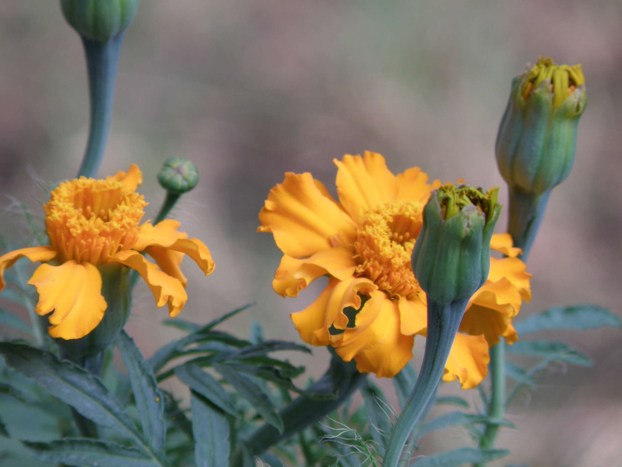 Tagetes erecta L. resmi