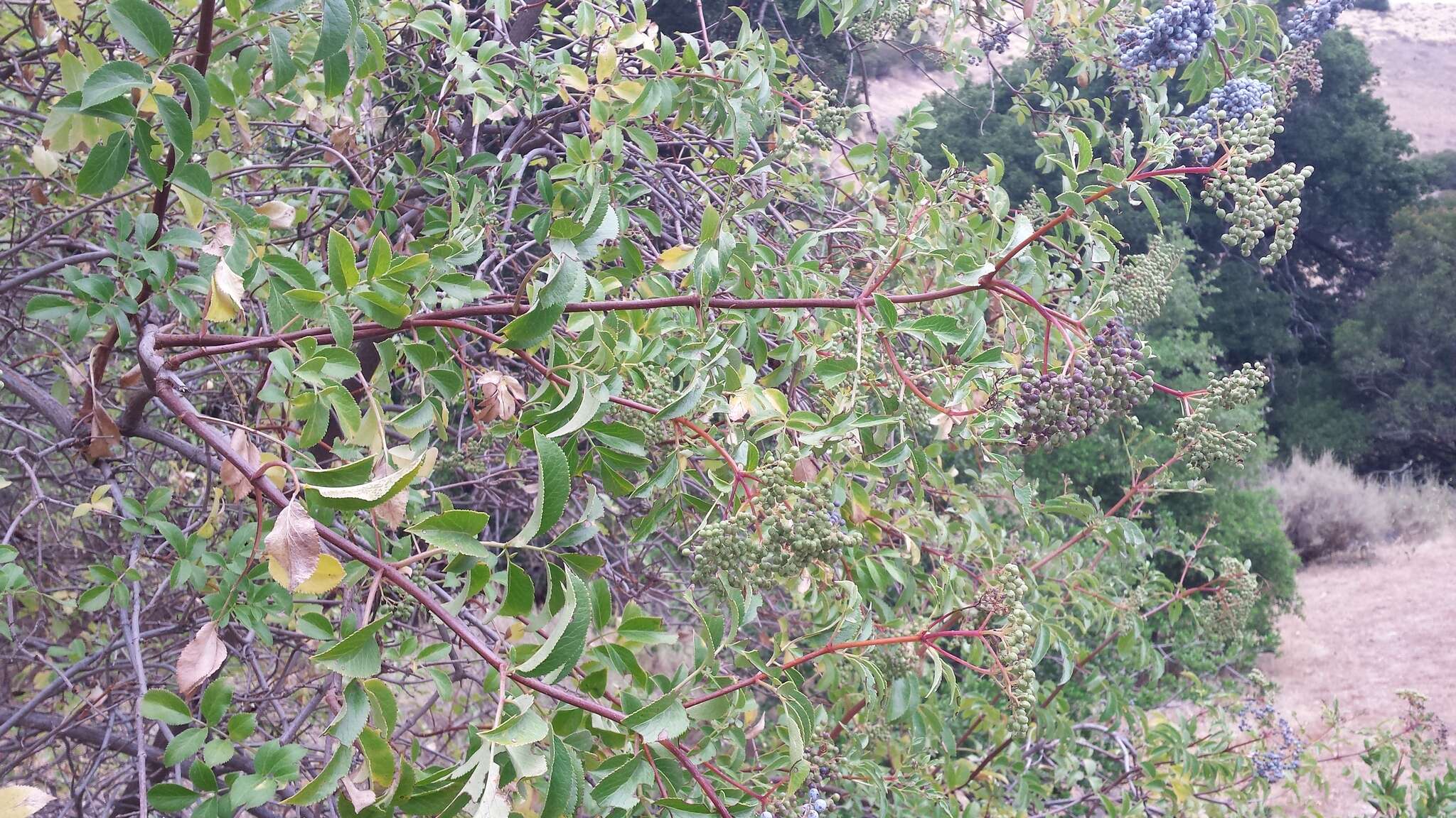 Sivun <i>Sambucus cerulea</i> kuva