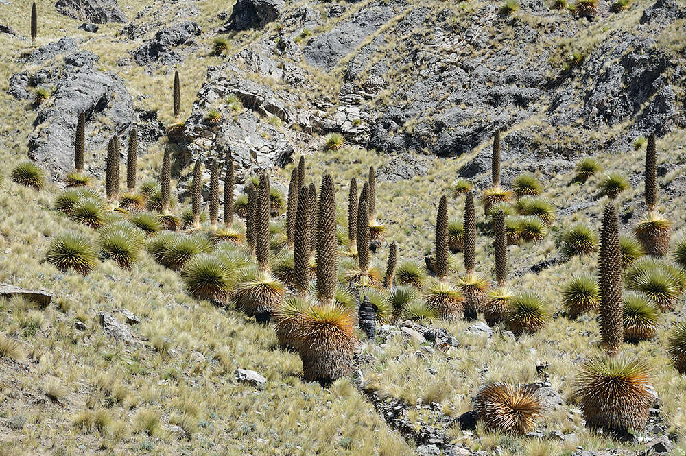 Image de Puya raimondii Harms