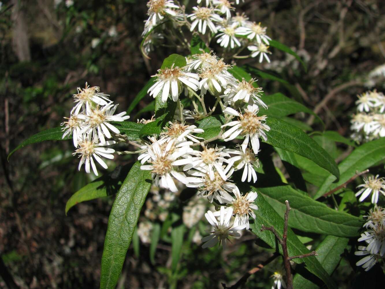 Olearia resmi