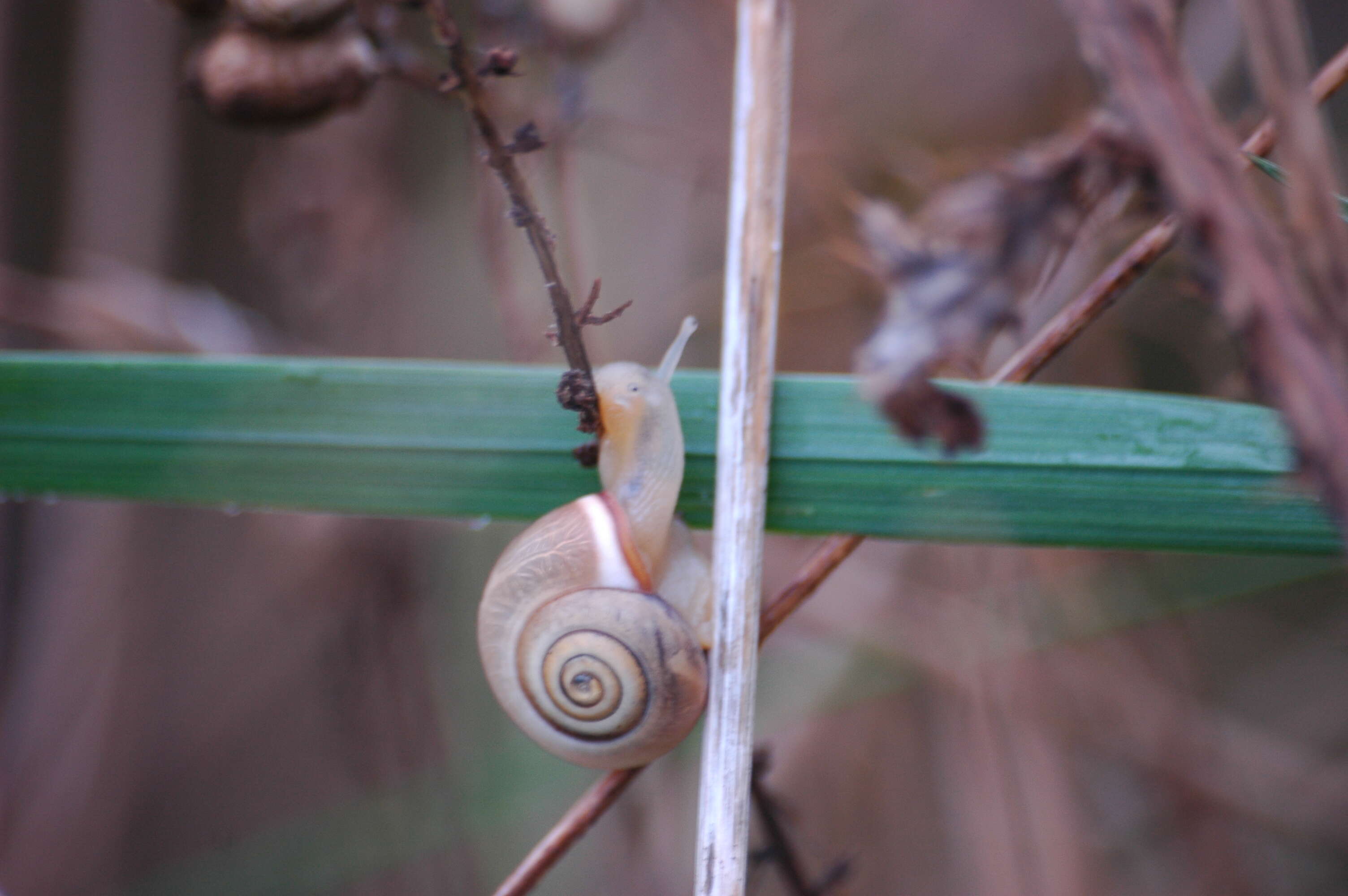 Image of Carthusian snail