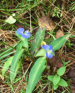 Image of Virginia dayflower