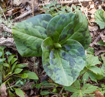 صورة Trillium albidum subsp. parviflorum (V. G. Soukup) K. L. Chambers & S. C. Meyers