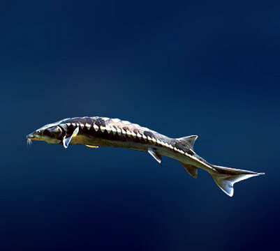 Image of Bastard Sturgeon