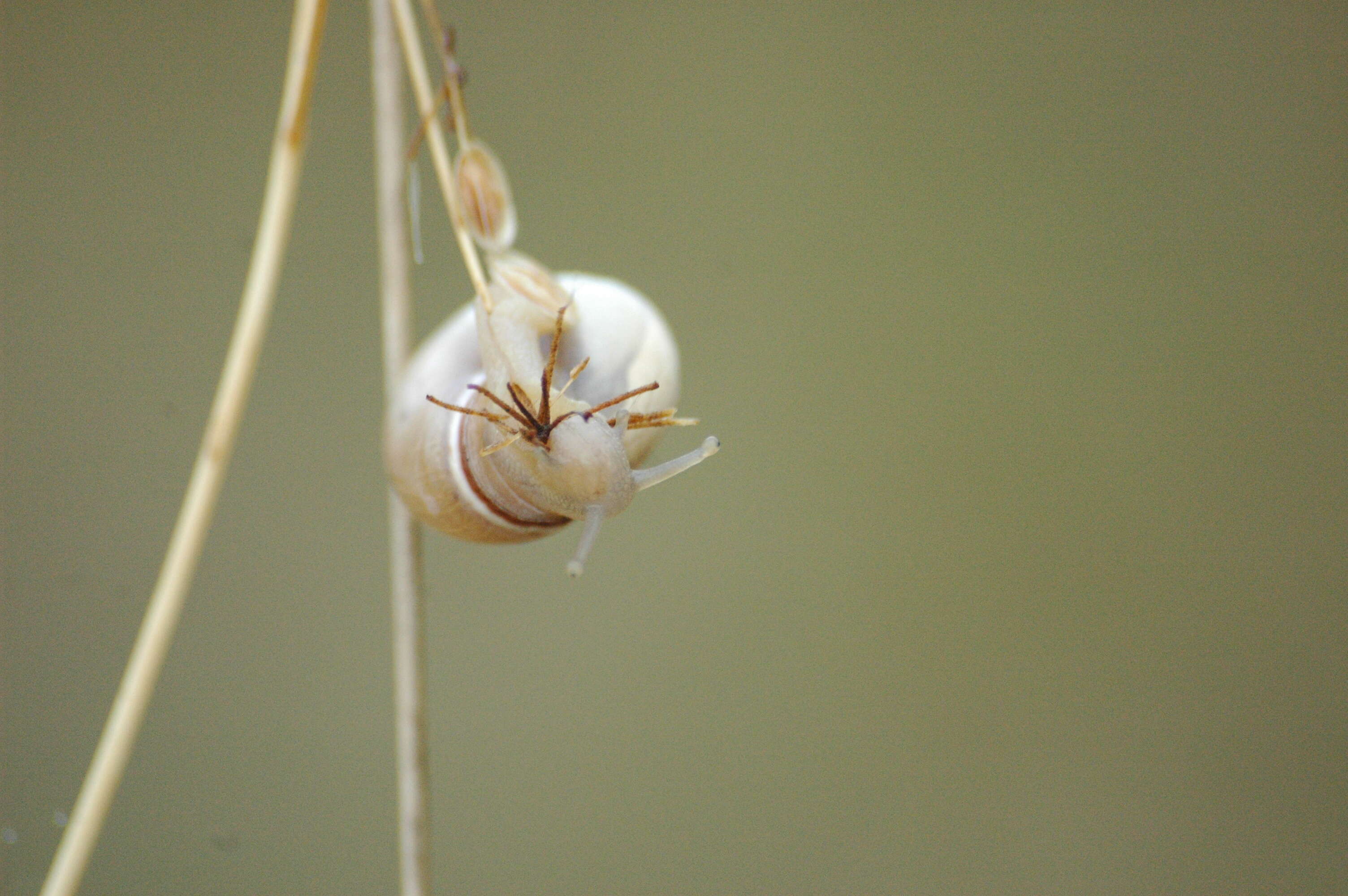 Image of Heath Snail