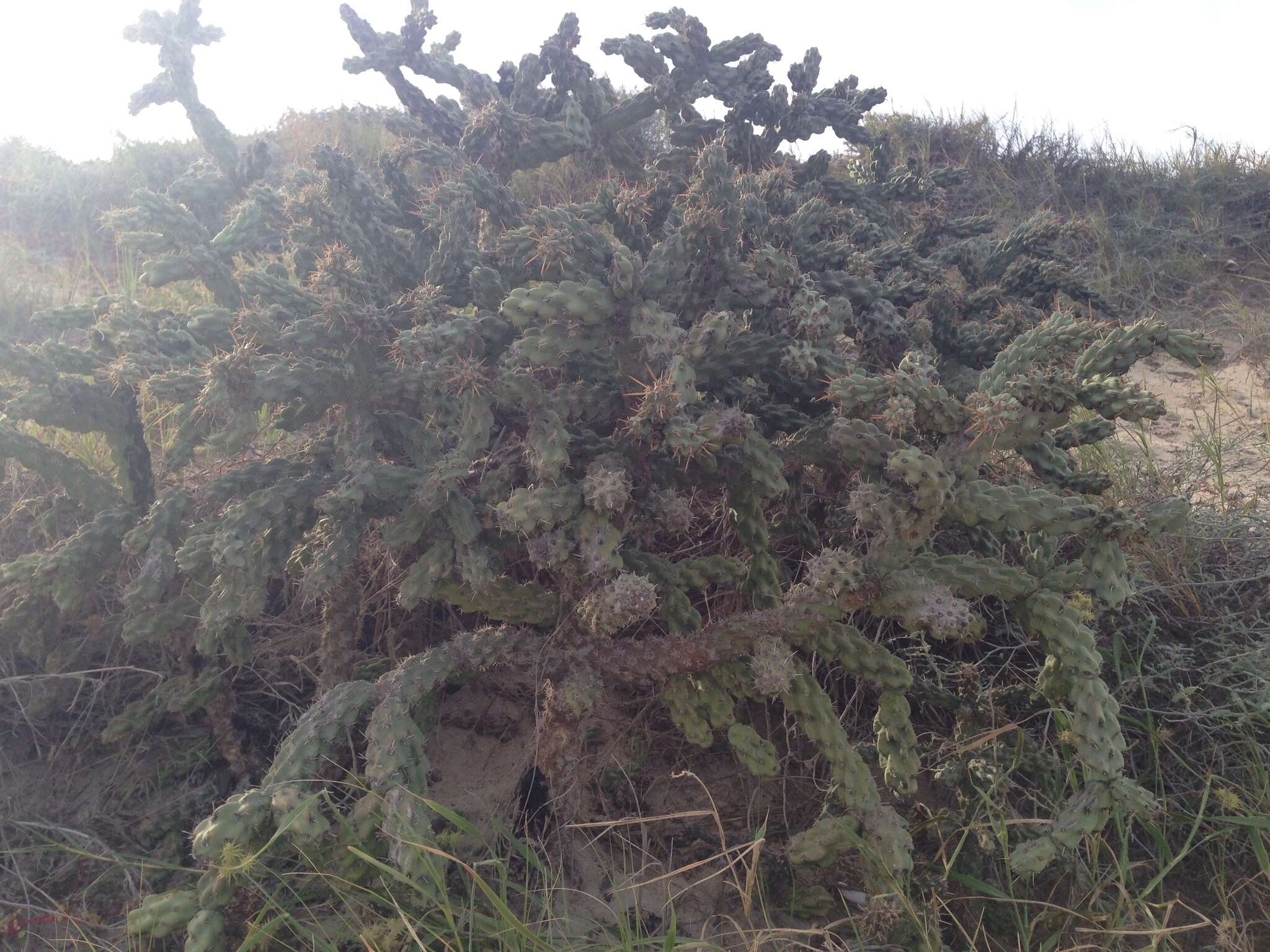 Image of Cylindropuntia cholla (F. A. C. Weber) F. M. Knuth