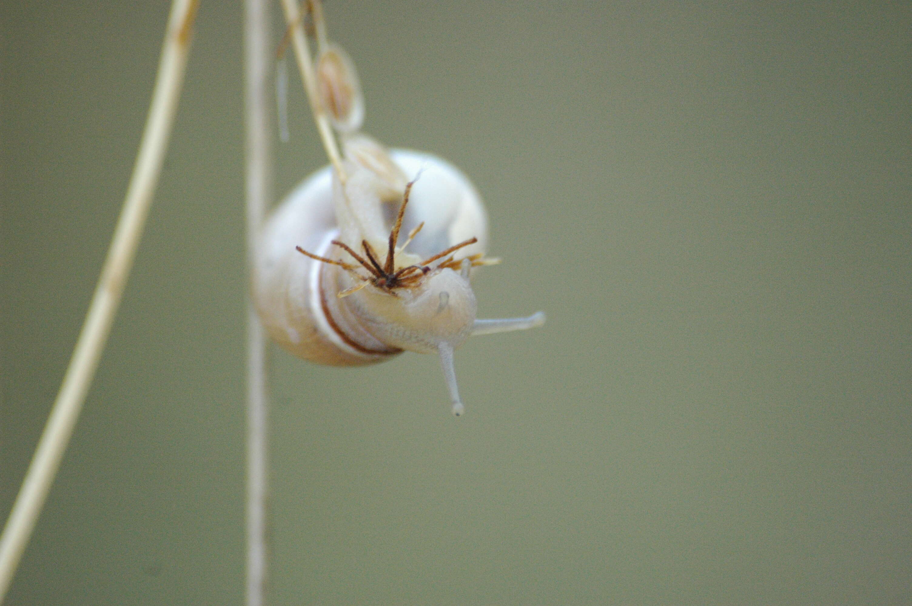 Image of Heath Snail