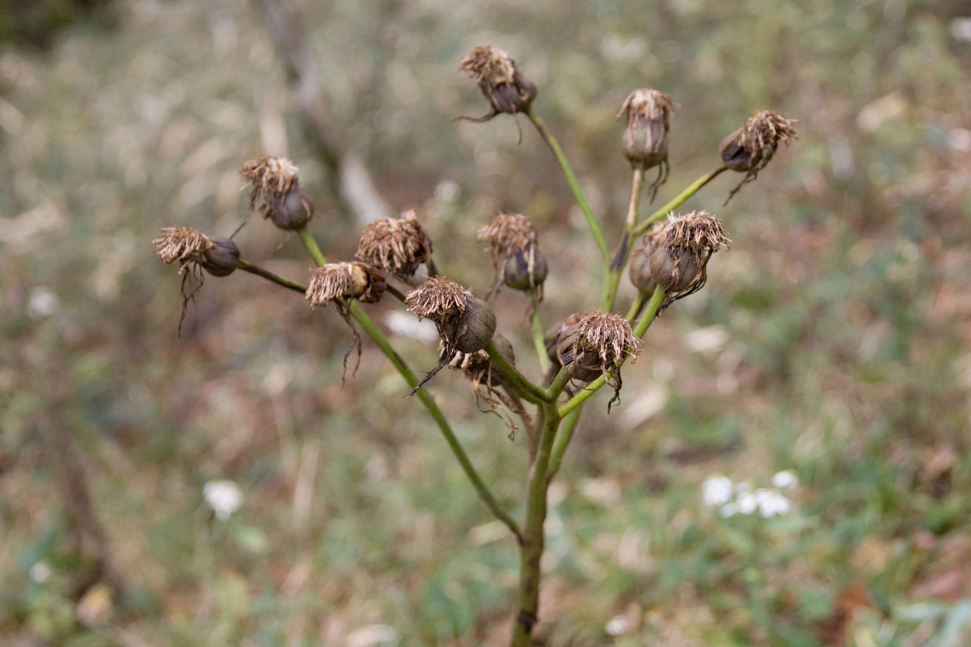 Image of summer ragwort