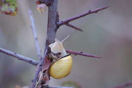 Image of Brown Lipped Snail