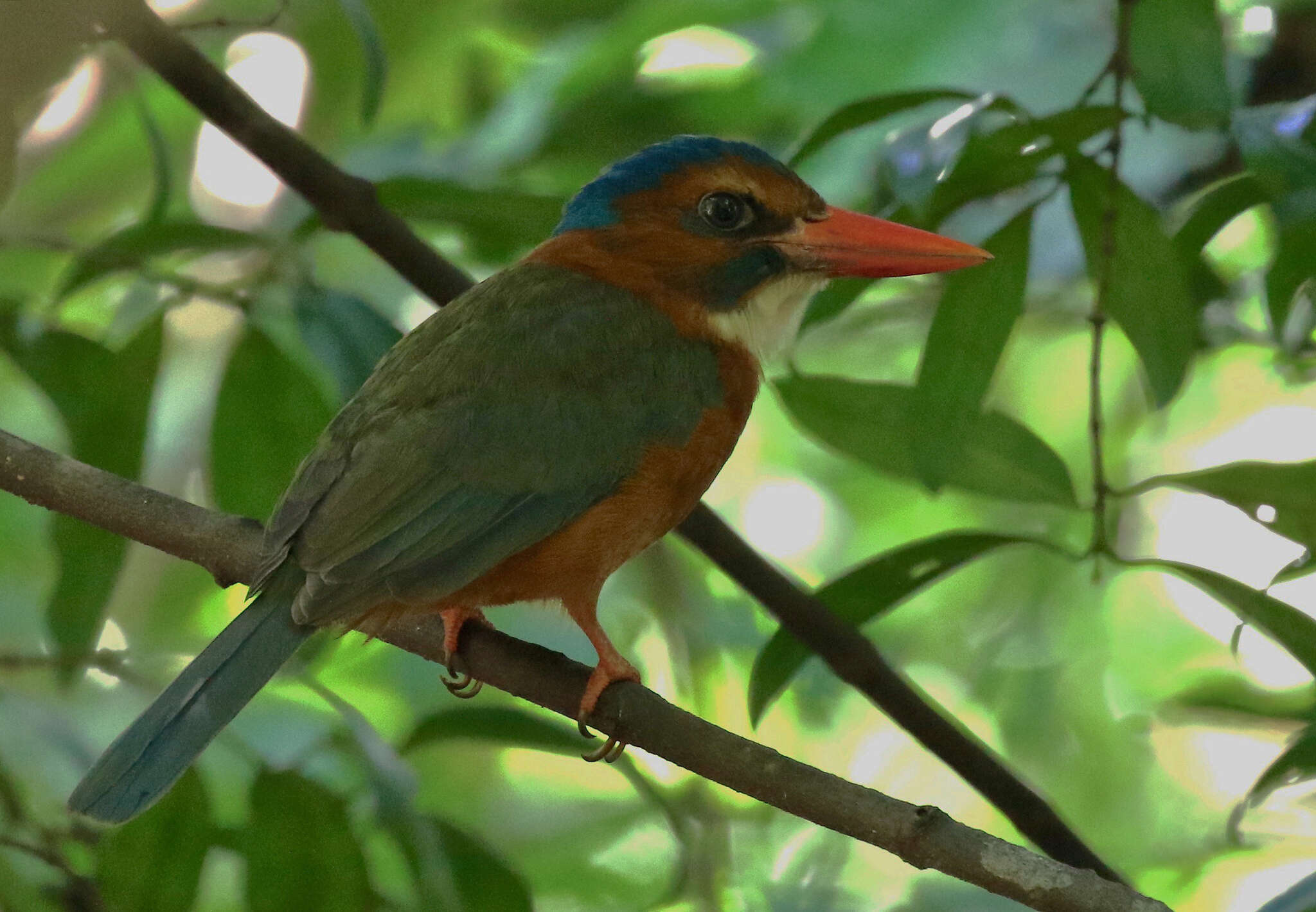 Image of Blue-headed Kingfisher