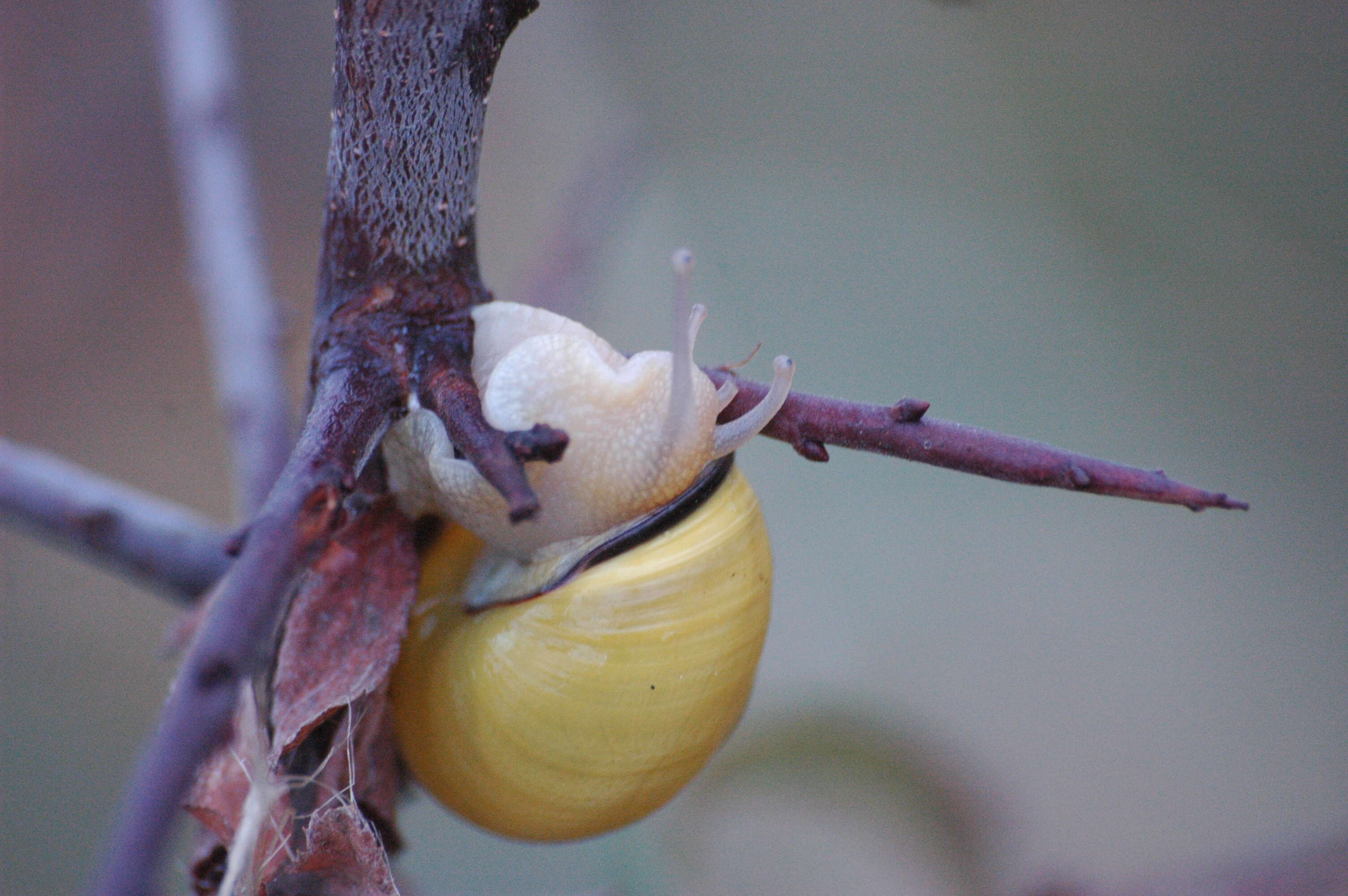 Image of Brown Lipped Snail