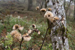 Image of summer ragwort