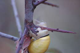 Image of Brown Lipped Snail