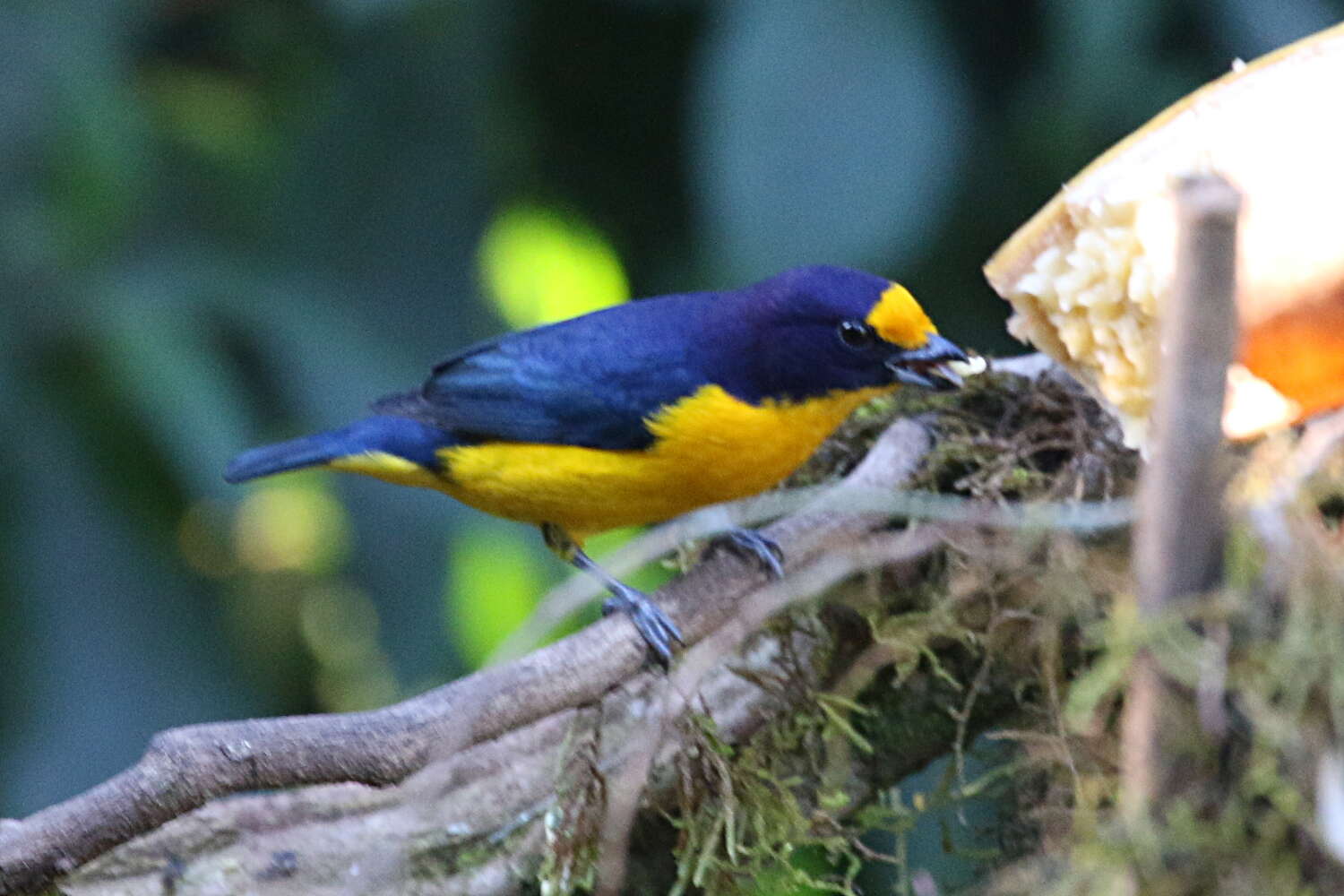 Euphonia violacea (Linnaeus 1758)的圖片