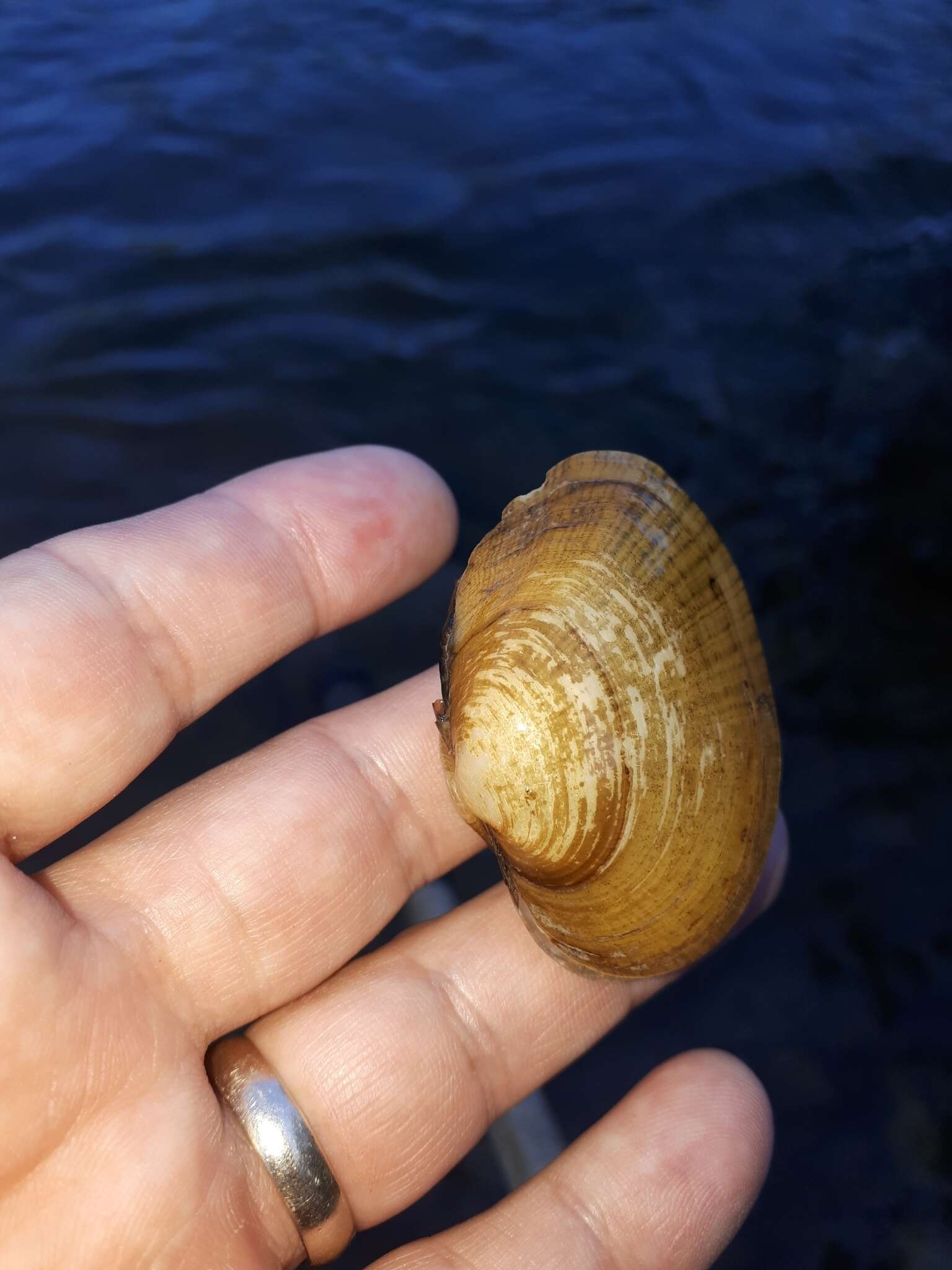 Image of Wavyrayed Lampmussel