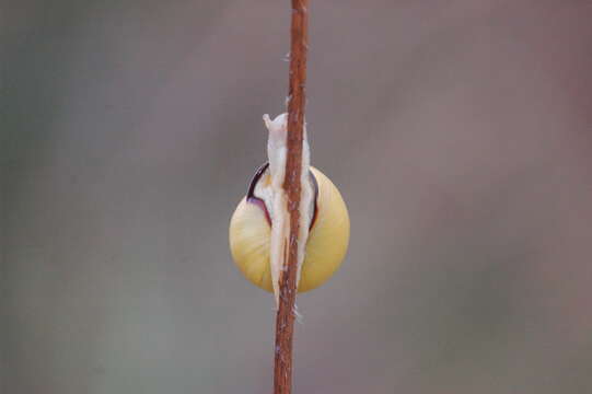 Imagem de Cepaea nemoralis (Linnaeus 1758)