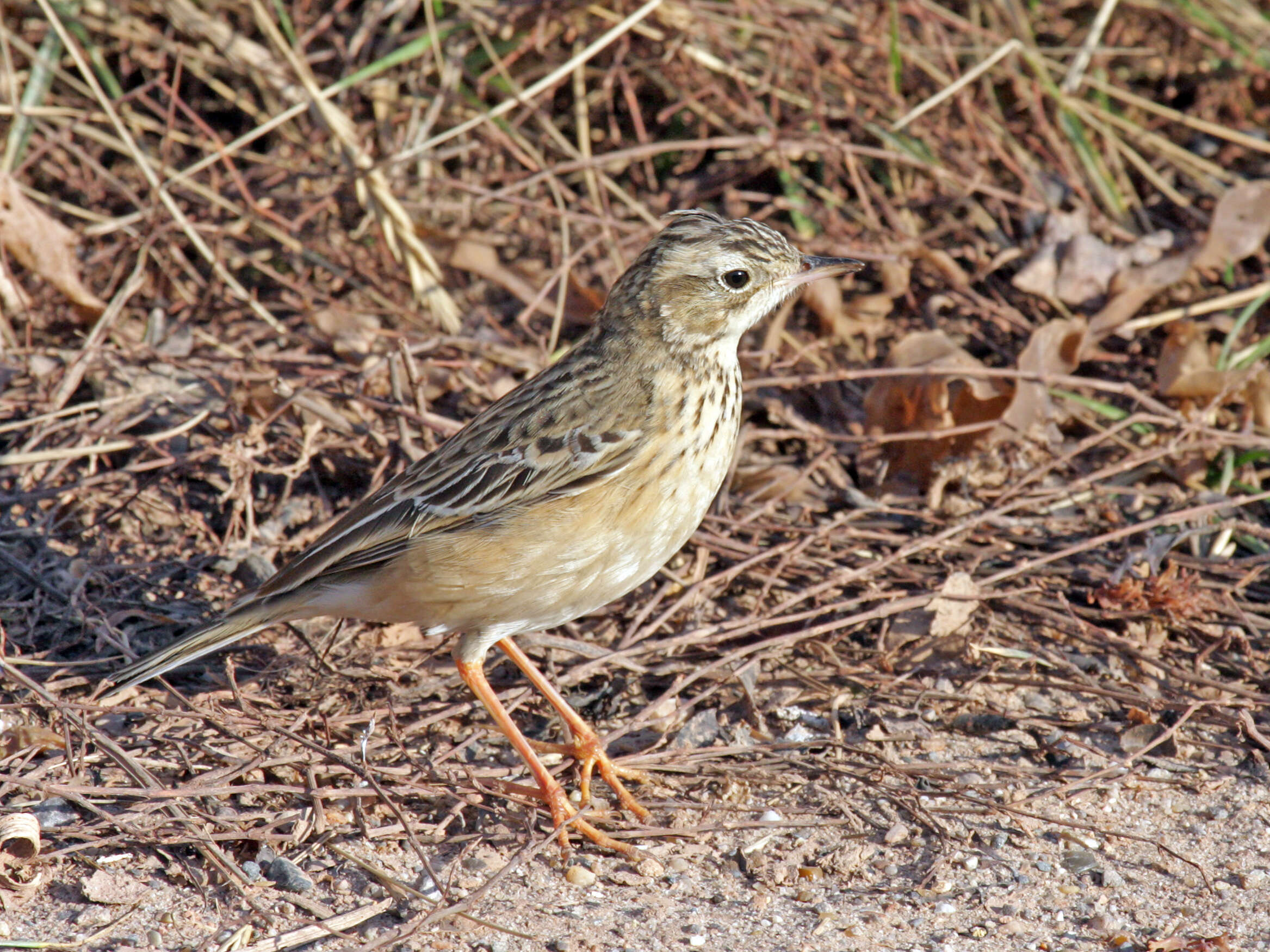 Image de Pipit de Godlewski