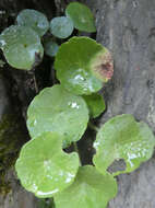 Image of Puccinia umbilici Guépin 1830