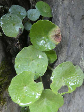 Image de Puccinia umbilici Guépin 1830