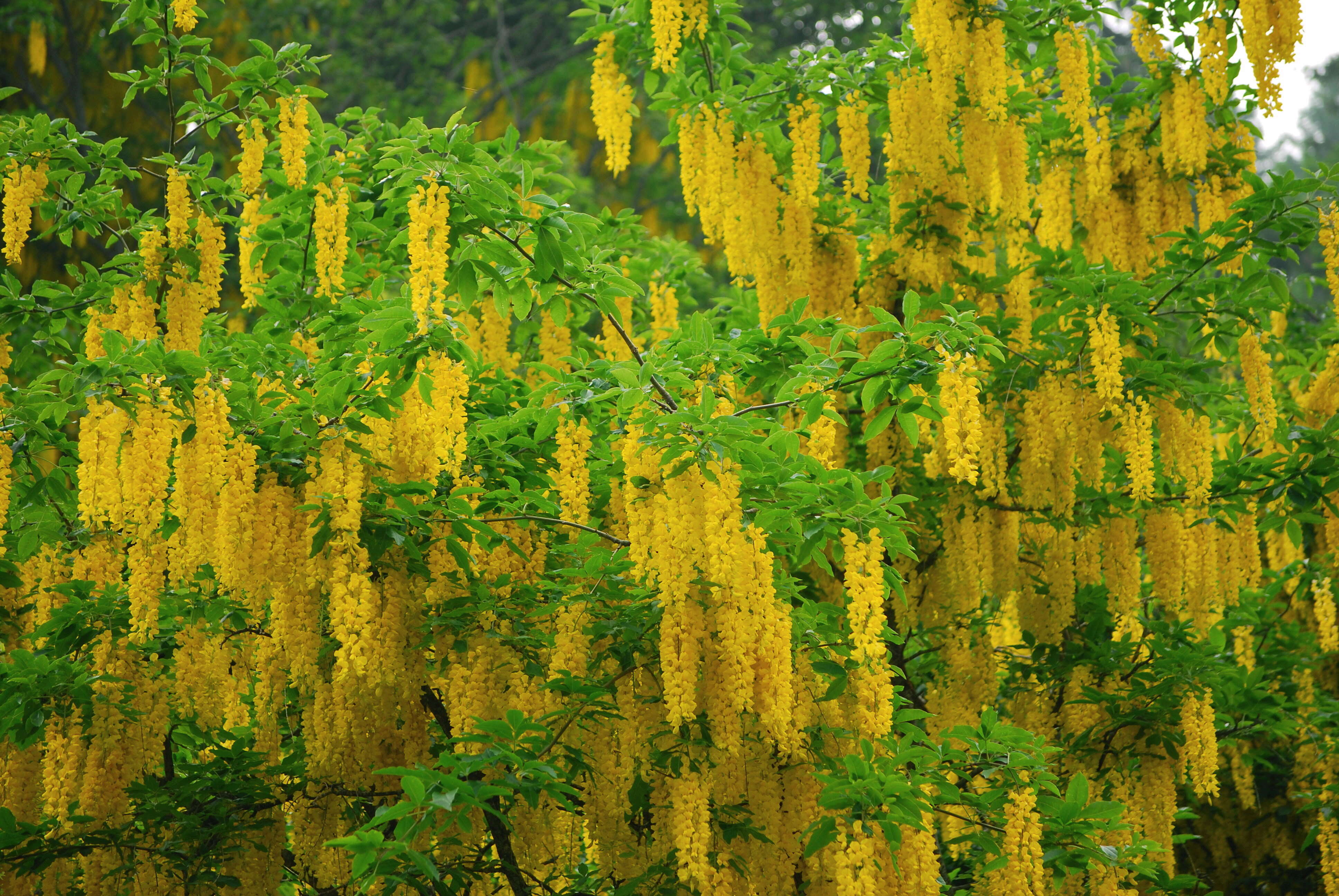 Image of Alpine Laburnum