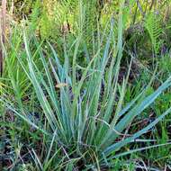 Imagem de Eryngium yuccifolium var. synchaetum Gray ex J. M. Coult. & Rose