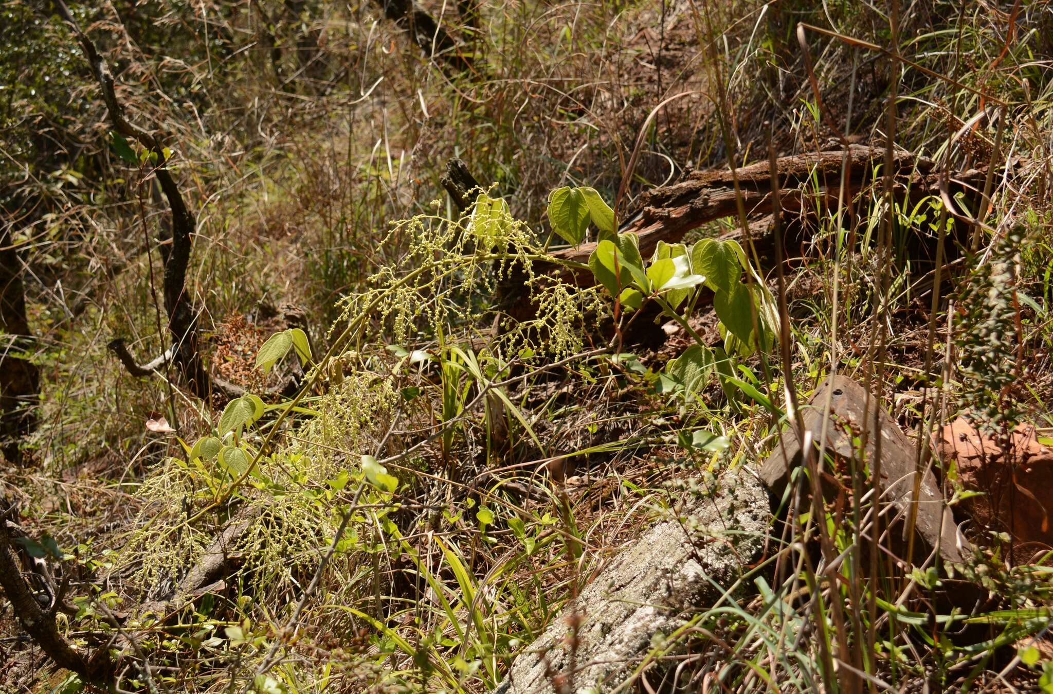 Image of Dioscorea dregeana (Kunth) T. Durand & Schinz