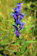 Image of Gentiana asclepiadea L.