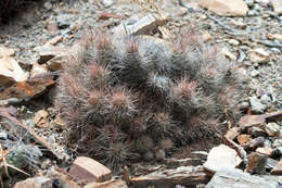 Image of Echinopsis yuquina D. R. Hunt
