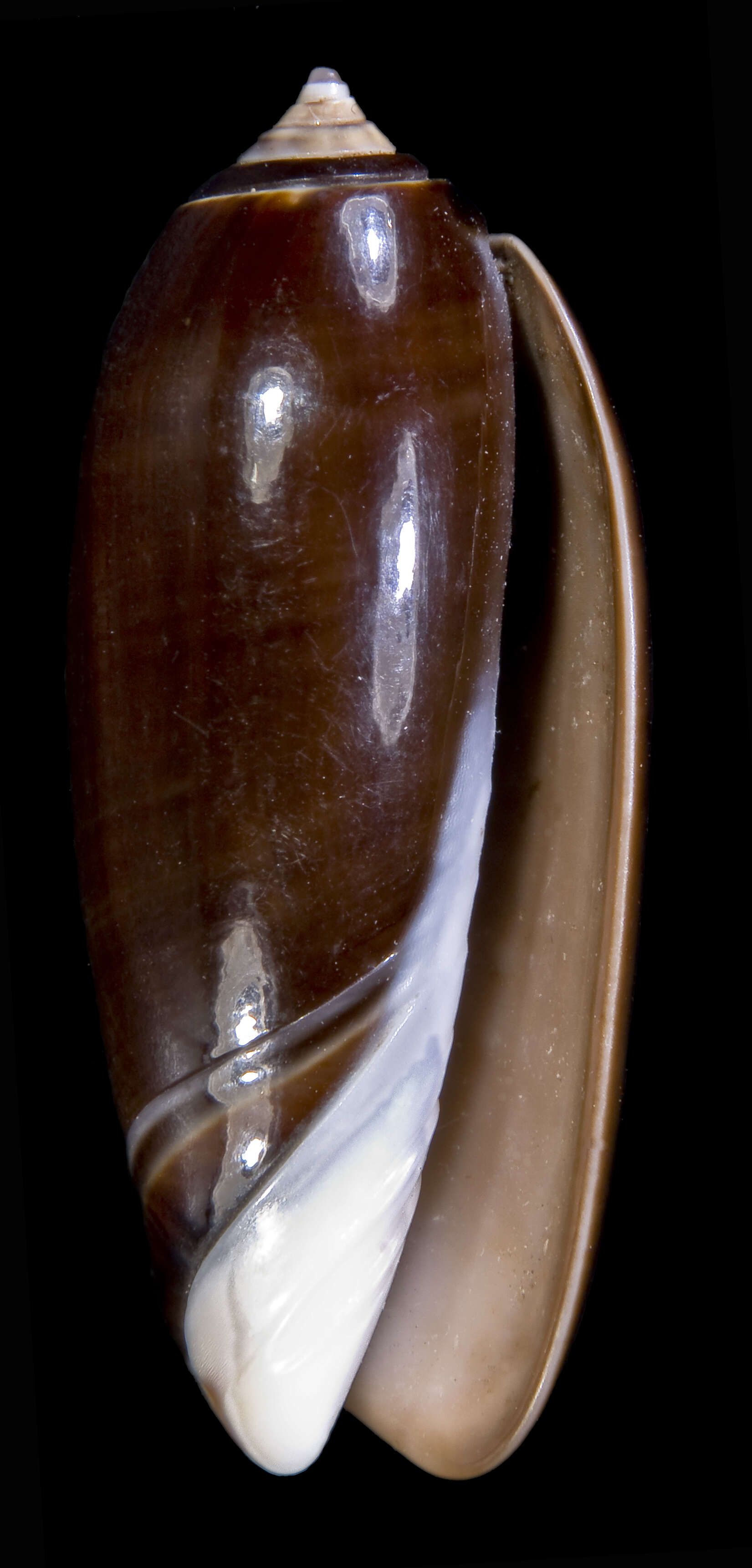 Image of common olive