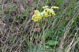 Image of Cowslip