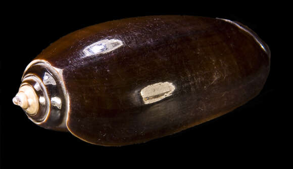 Image of common olive