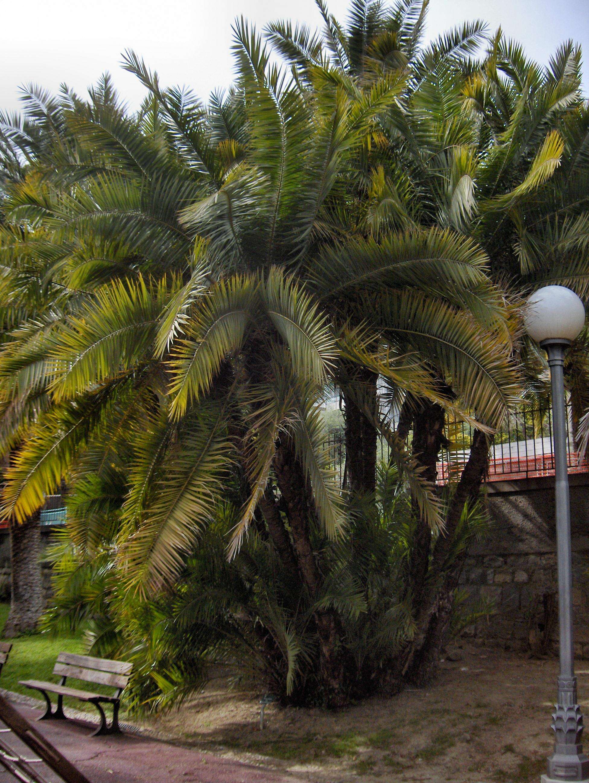 Image of Senegal date palm